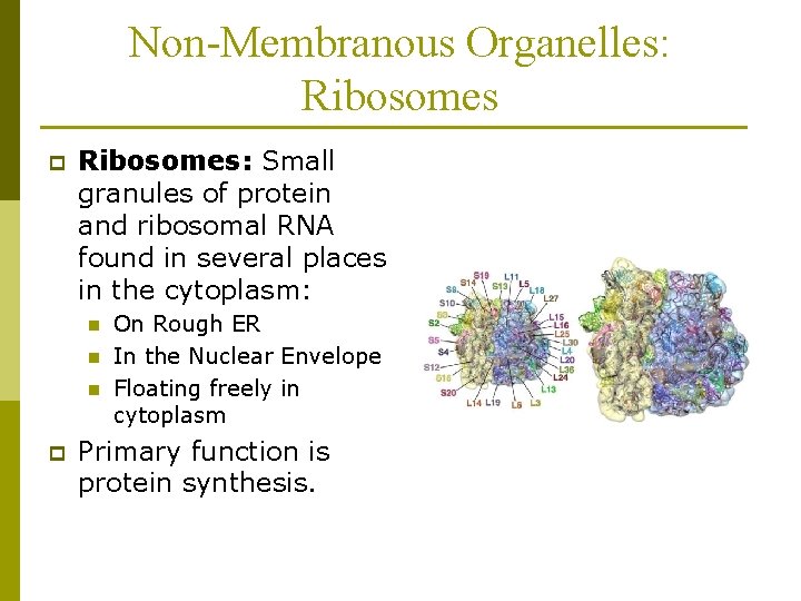 Non-Membranous Organelles: Ribosomes p Ribosomes: Small granules of protein and ribosomal RNA found in