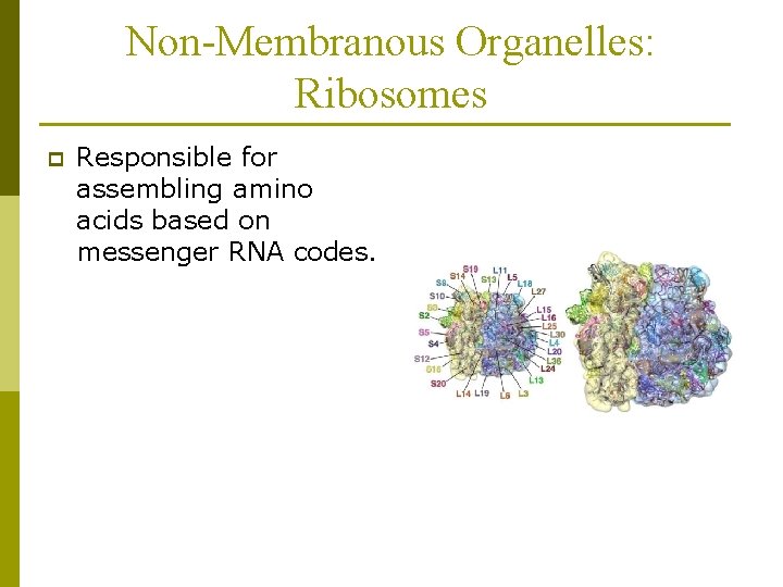 Non-Membranous Organelles: Ribosomes p Responsible for assembling amino acids based on messenger RNA codes.