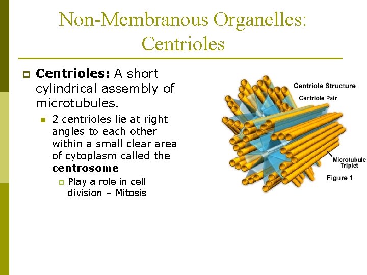 Non-Membranous Organelles: Centrioles p Centrioles: A short cylindrical assembly of microtubules. n 2 centrioles