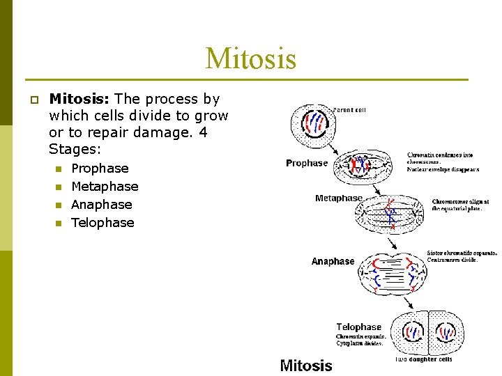 Mitosis p Mitosis: The process by which cells divide to grow or to repair