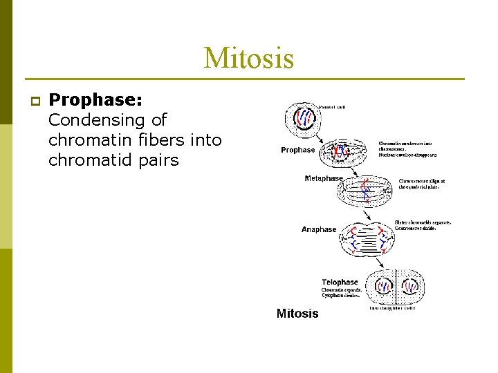 Mitosis p Prophase: Condensing of chromatin fibers into chromatid pairs 