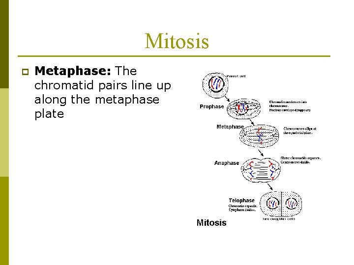Mitosis p Metaphase: The chromatid pairs line up along the metaphase plate 