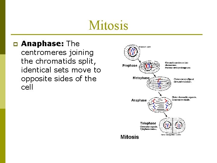 Mitosis p Anaphase: The centromeres joining the chromatids split, identical sets move to opposite