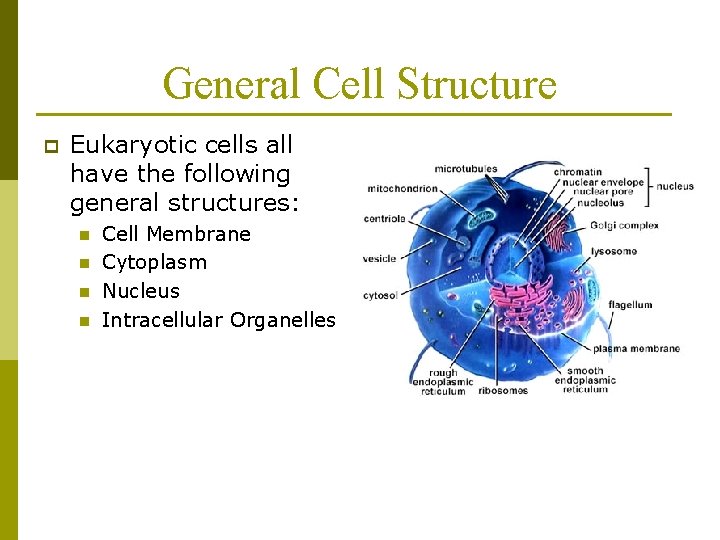 General Cell Structure p Eukaryotic cells all have the following general structures: n n