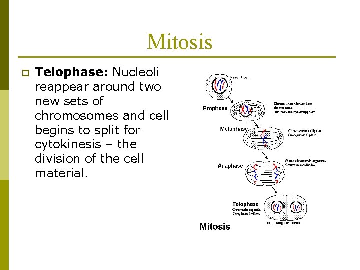 Mitosis p Telophase: Nucleoli reappear around two new sets of chromosomes and cell begins