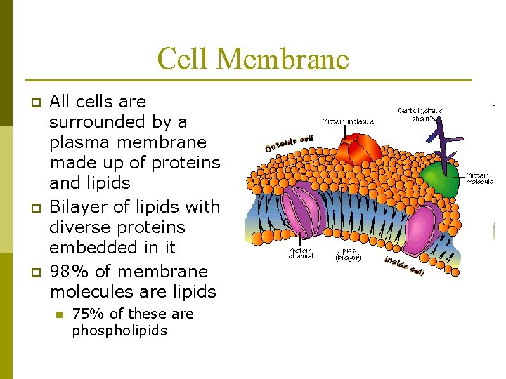 Cell Membrane p p p All cells are surrounded by a plasma membrane made