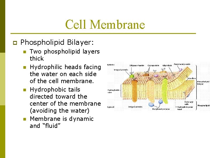 Cell Membrane p Phospholipid Bilayer: n n Two phospholipid layers thick Hydrophilic heads facing