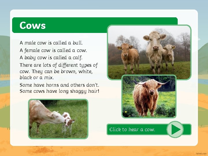 Cows A male cow is called a bull. A female cow is called a