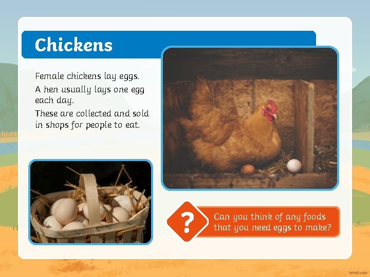 Chickens Female chickens lay eggs. A hen usually lays one egg each day. These