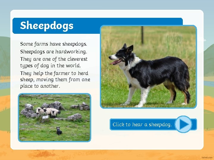 Sheepdogs Some farms have sheepdogs. Sheepdogs are hardworking. They are one of the cleverest