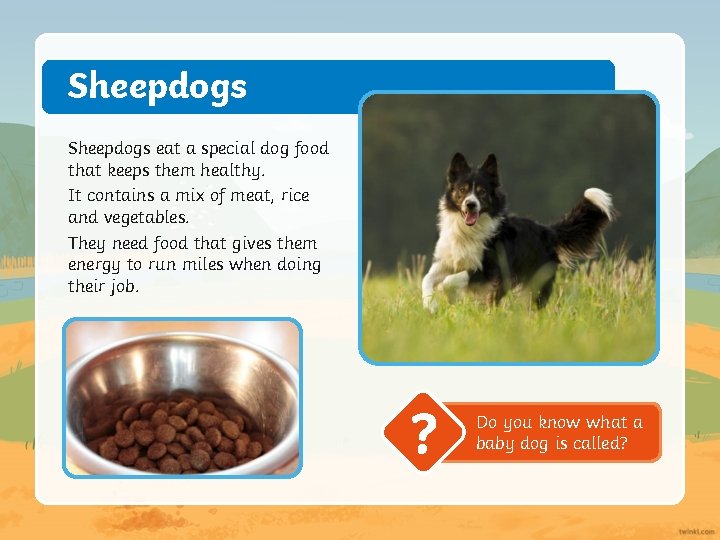 Sheepdogs eat a special dog food that keeps them healthy. It contains a mix