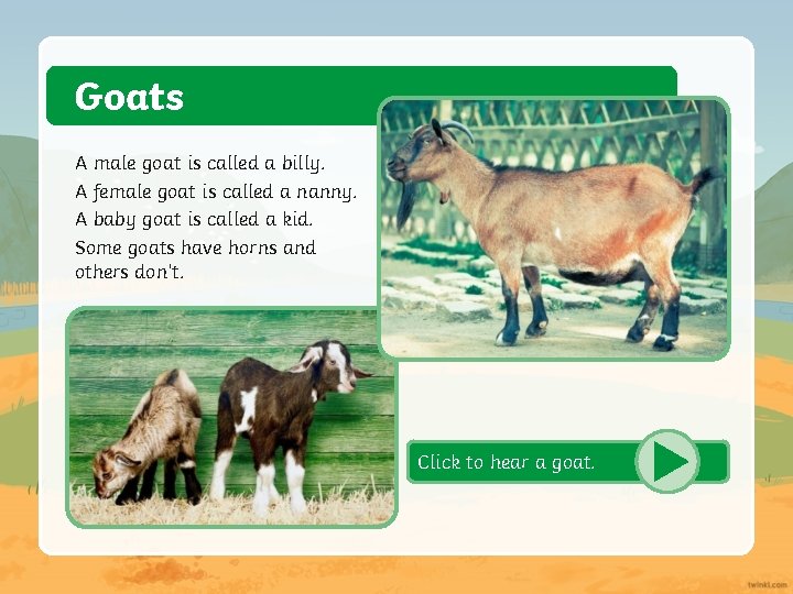 Goats A male goat is called a billy. A female goat is called a