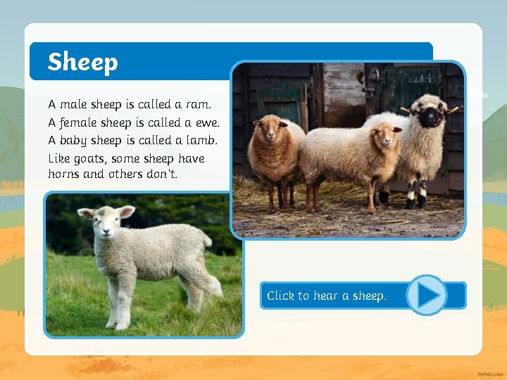 Sheep A male sheep is called a ram. A female sheep is called a