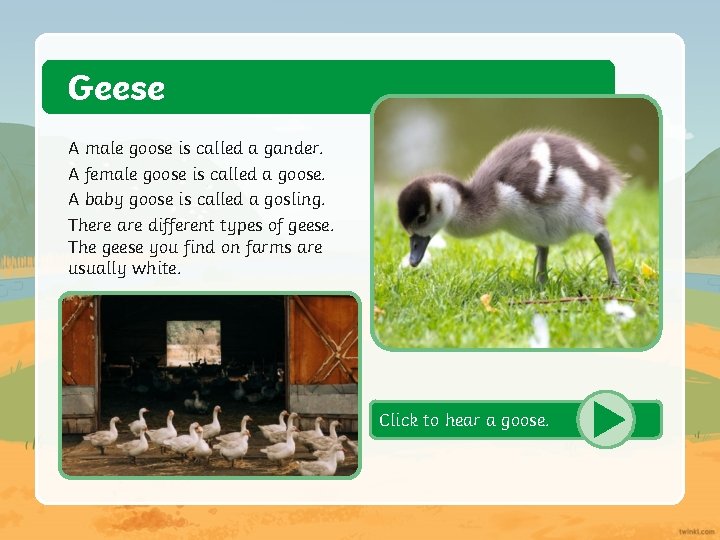 Geese A male goose is called a gander. A female goose is called a