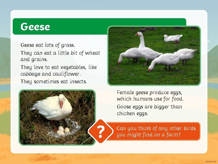 Geese eat lots of grass. They can eat a little bit of wheat and