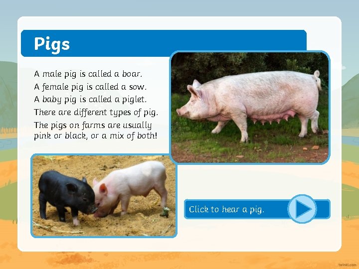 Pigs A male pig is called a boar. A female pig is called a