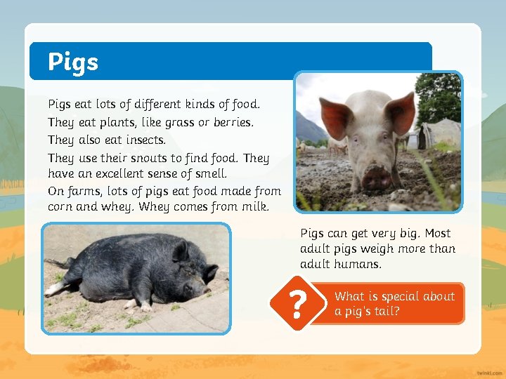 Pigs eat lots of different kinds of food. They eat plants, like grass or