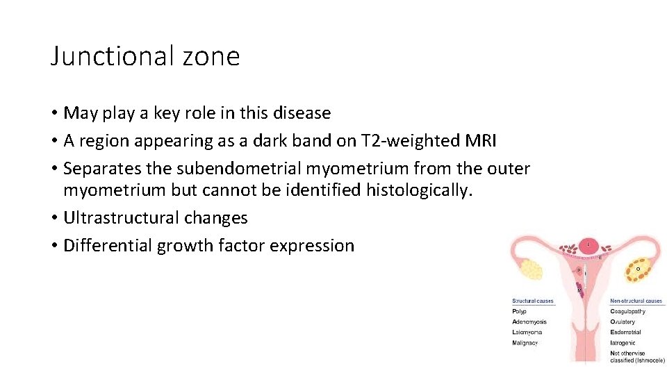Junctional zone • May play a key role in this disease • A region