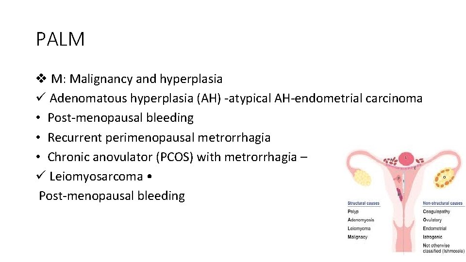 PALM v M: Malignancy and hyperplasia ü Adenomatous hyperplasia (AH) -atypical AH-endometrial carcinoma •