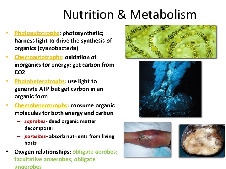 Nutrition & Metabolism • Photoautotrophs: photosynthetic; harness light to drive the synthesis of organics