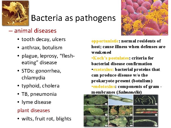 Bacteria as pathogens – animal diseases • tooth decay, ulcers • anthrax, botulism •