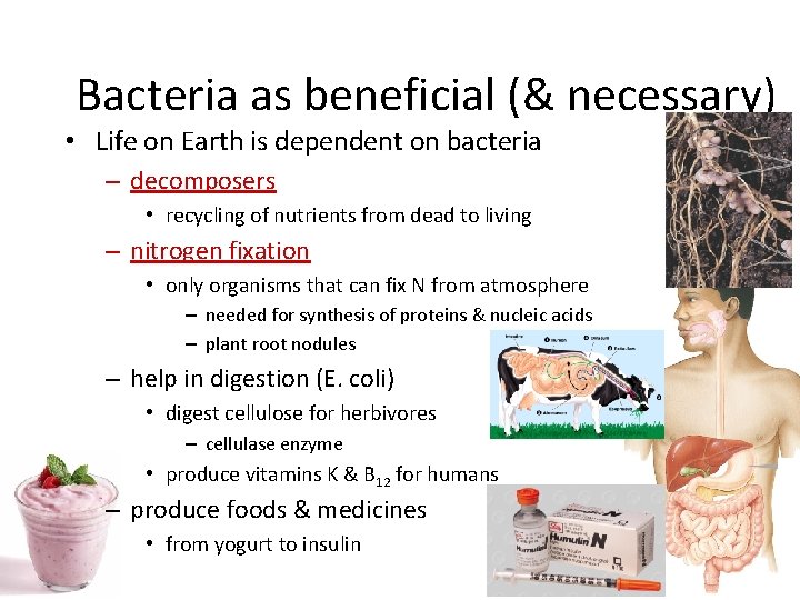 Bacteria as beneficial (& necessary) • Life on Earth is dependent on bacteria –