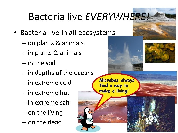 Bacteria live EVERYWHERE! • Bacteria live in all ecosystems – on plants & animals