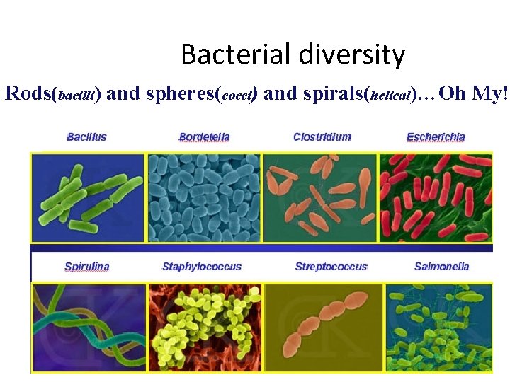 Bacterial diversity Rods(bacilli) and spheres(cocci) and spirals(helical)…Oh My! 