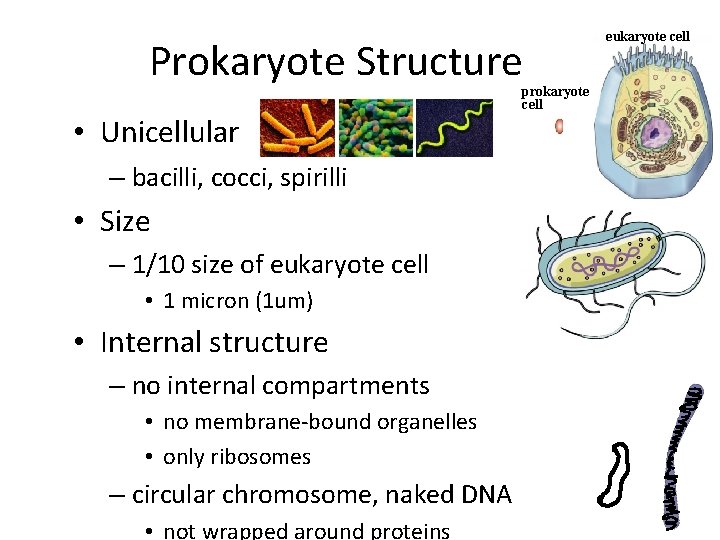 Prokaryote Structure • Unicellular – bacilli, cocci, spirilli • Size – 1/10 size of