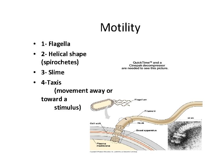 Motility • 1 - Flagella • 2 - Helical shape (spirochetes) • 3 -