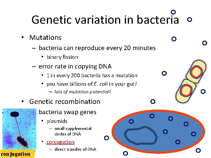 Genetic variation in bacteria • Mutations – bacteria can reproduce every 20 minutes •