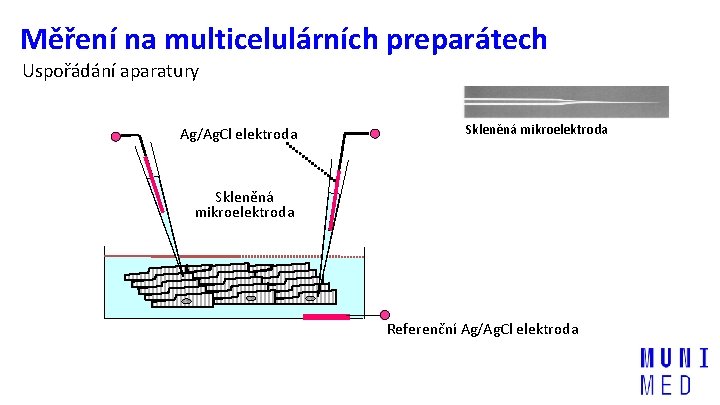 Měření na multicelulárních preparátech Uspořádání aparatury Ag/Ag. Cl elektroda Skleněná mikroelektroda Referenční Ag/Ag. Cl