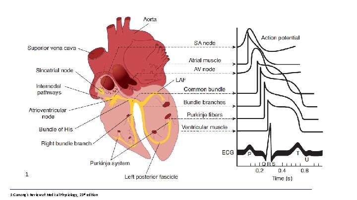 1 1: Ganong´s Review of Medical Physiology, 23 rd edition 