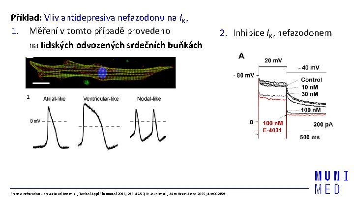 Příklad: Vliv antidepresiva nefazodonu na IKr 1. Měření v tomto případě provedeno na lidských
