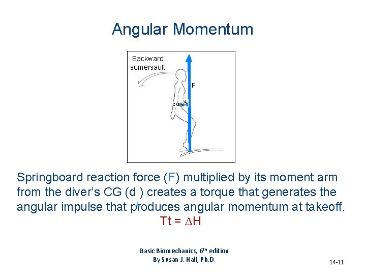 Angular Momentum Backward somersault F CG d Springboard reaction force (F) multiplied by its