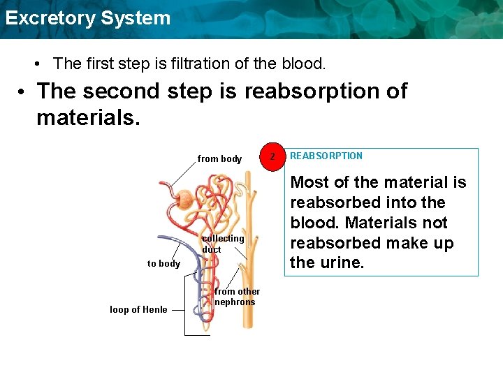 Excretory System • The first step is filtration of the blood. • The second Excretory System • The first step is filtration of the blood. • The second