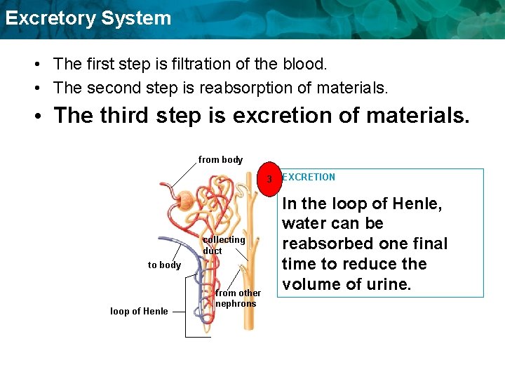 Excretory System • The first step is filtration of the blood. • The second Excretory System • The first step is filtration of the blood. • The second