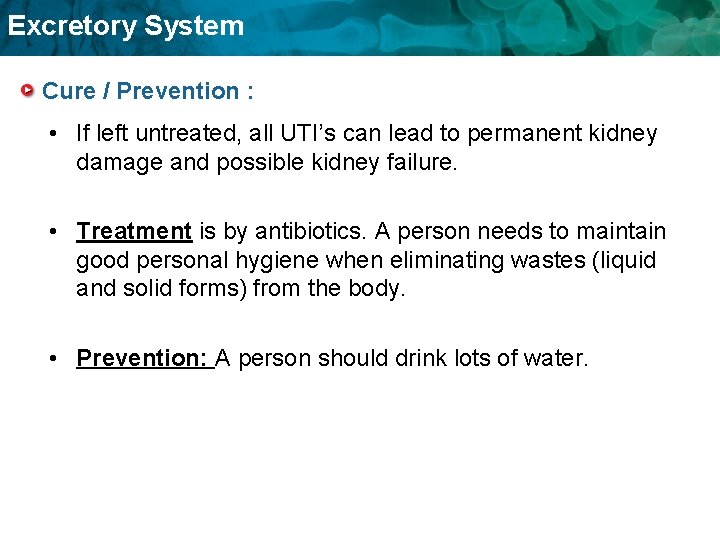 Excretory System Cure / Prevention : • If left untreated, all UTI’s can lead Excretory System Cure / Prevention : • If left untreated, all UTI’s can lead
