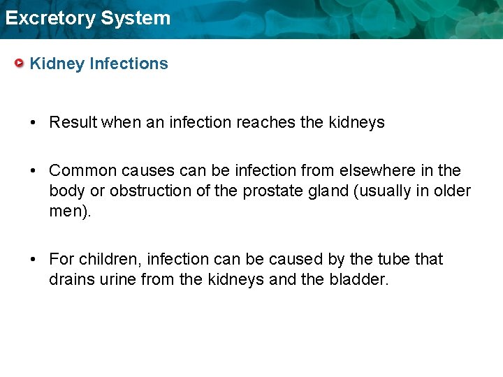 Excretory System Kidney Infections • Result when an infection reaches the kidneys • Common Excretory System Kidney Infections • Result when an infection reaches the kidneys • Common