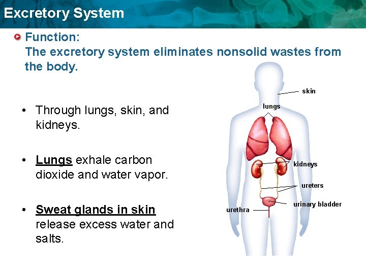 Excretory System Function: The excretory system eliminates nonsolid wastes from the body. skin lungs Excretory System Function: The excretory system eliminates nonsolid wastes from the body. skin lungs
