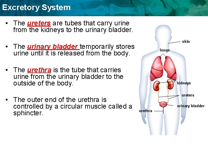 Excretory System • The ureters are tubes that carry urine from the kidneys to Excretory System • The ureters are tubes that carry urine from the kidneys to