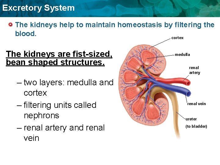 Excretory System The kidneys help to maintain homeostasis by filtering the blood. cortex The Excretory System The kidneys help to maintain homeostasis by filtering the blood. cortex The