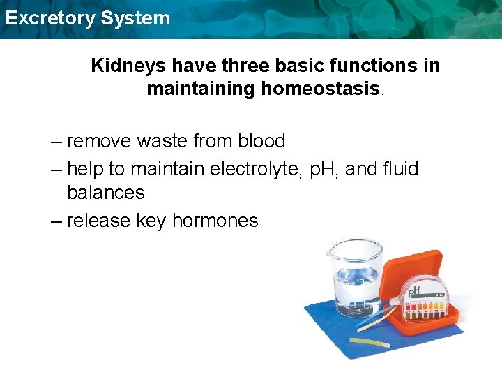Excretory System Kidneys have three basic functions in maintaining homeostasis. – remove waste from Excretory System Kidneys have three basic functions in maintaining homeostasis. – remove waste from