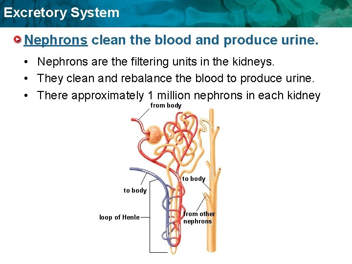 Excretory System Nephrons clean the blood and produce urine. • Nephrons are the filtering Excretory System Nephrons clean the blood and produce urine. • Nephrons are the filtering