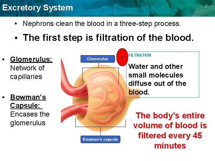 Excretory System • Nephrons clean the blood in a three-step process. • The first Excretory System • Nephrons clean the blood in a three-step process. • The first