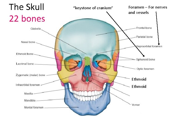 The Skull 22 bones “keystone of cranium” Foramen – For nerves and vessels Ethmoid