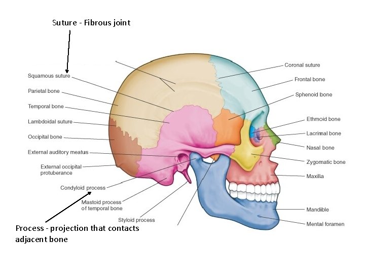 Suture - Fibrous joint Process - projection that contacts adjacent bone 