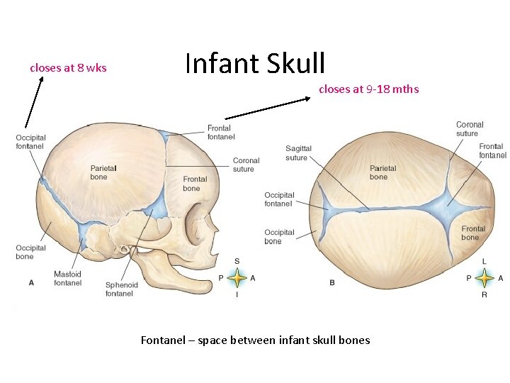 closes at 8 wks Infant Skull closes at 9 -18 mths Fontanel – space