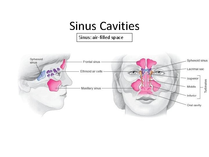 Sinus Cavities Sinus: air-filled space 