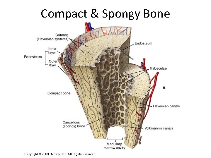 Compact & Spongy Bone 